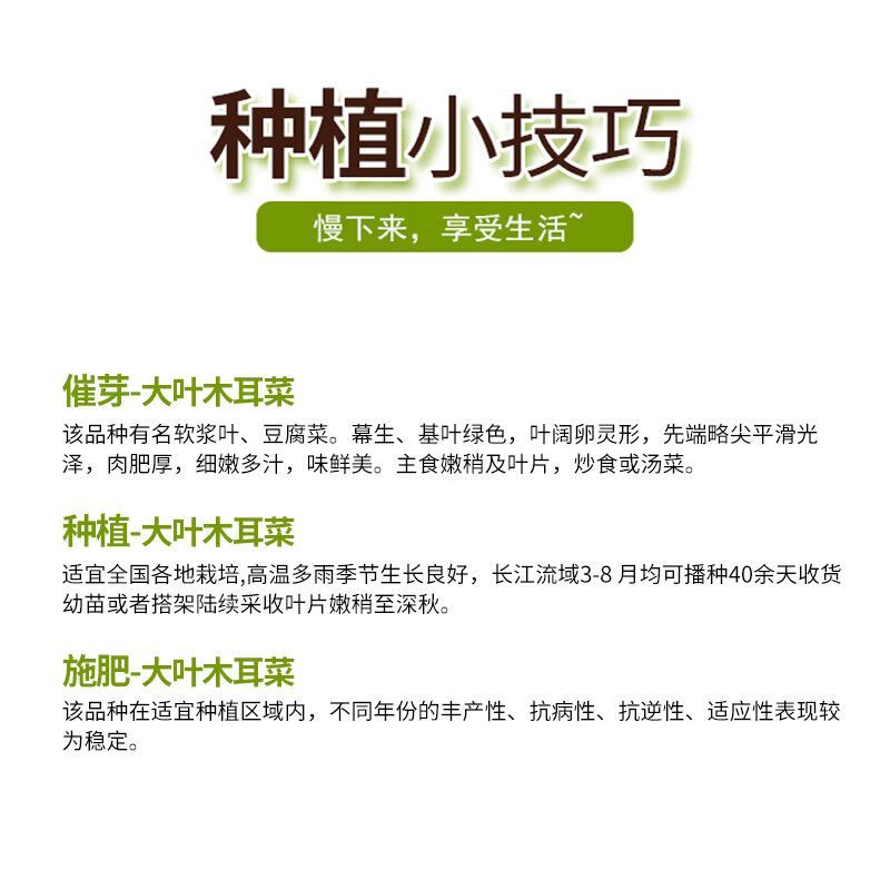 大圆叶木耳菜种子叶片肥厚耐热耐湿大叶木耳菜种籽春夏季蔬菜