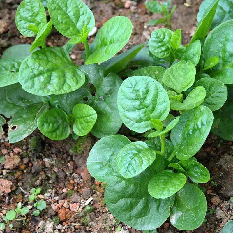 大圆叶木耳菜种子叶片肥厚耐热耐湿大叶木耳菜种籽春夏季蔬菜
