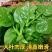 大圆叶木耳菜种子叶片肥厚耐热耐湿大叶木耳菜种籽春夏季蔬菜
