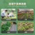 大圆叶木耳菜种子叶片肥厚耐热耐湿大叶木耳菜种籽春夏季蔬菜