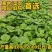 大圆叶木耳菜种子叶片肥厚耐热耐湿大叶木耳菜种籽春夏季蔬菜