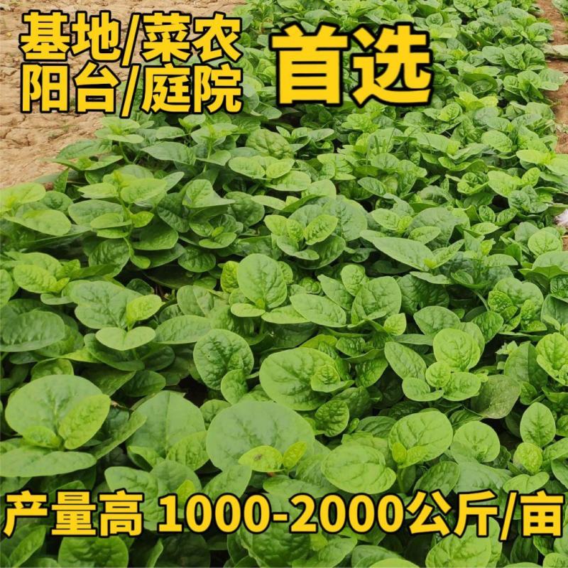 大圆叶木耳菜种子叶片肥厚耐热耐湿大叶木耳菜种籽春夏季蔬菜