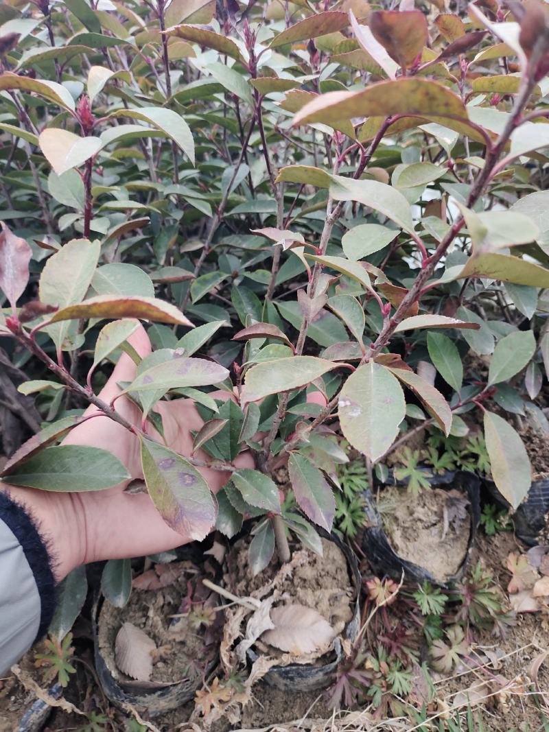 红叶石楠大杯苗，晶森女贞基地