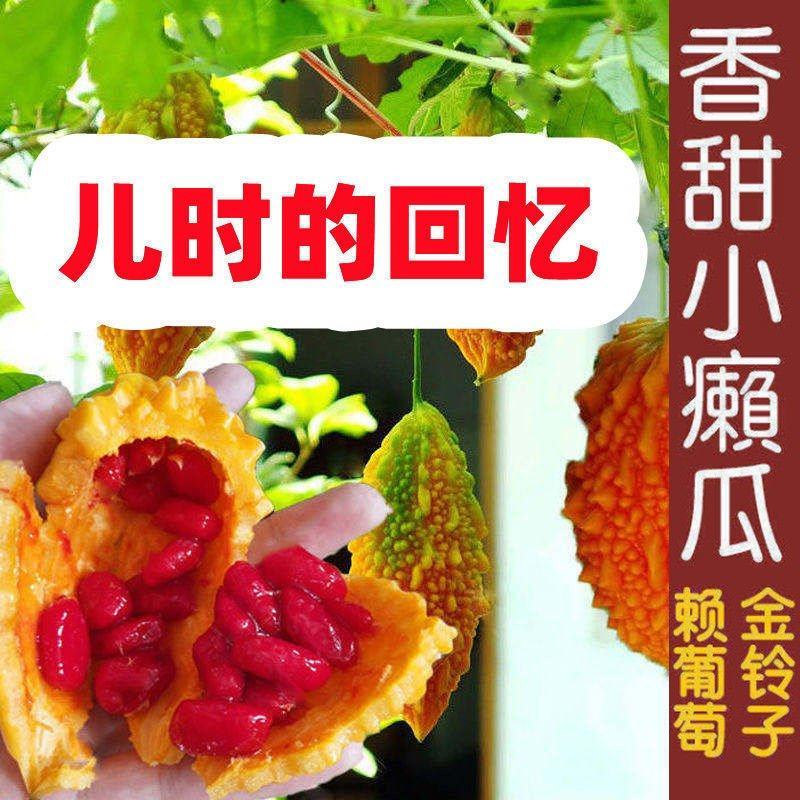 水果小癞瓜种子金铃子赖葡萄种子四季高种子农家水果蔬菜种子