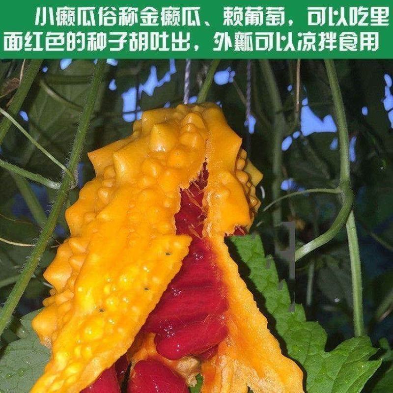 水果小癞瓜种子金铃子赖葡萄种子四季高种子农家水果蔬菜种子