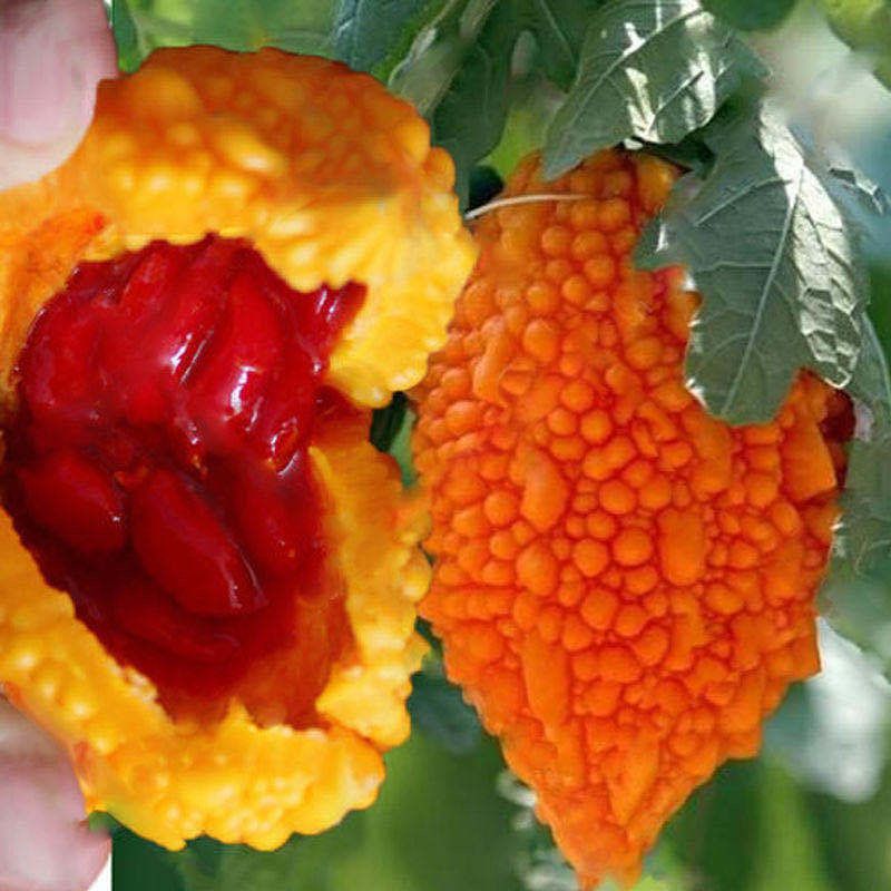水果小癞瓜种子金铃子赖葡萄种子四季高种子农家水果蔬菜种子