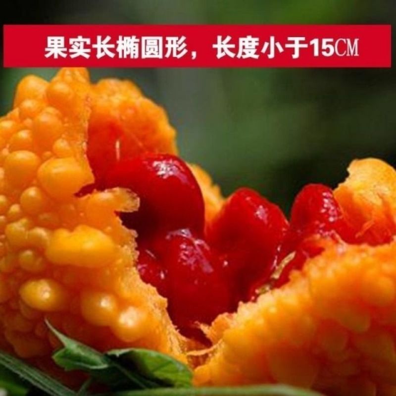 水果小癞瓜种子金铃子赖葡萄种子四季高种子农家水果蔬菜种子