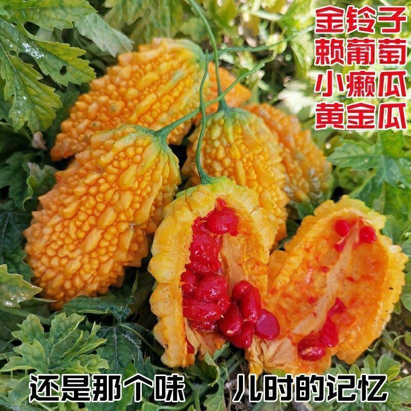 水果小癞瓜种子金铃子赖葡萄种子四季高种子农家水果蔬菜种子