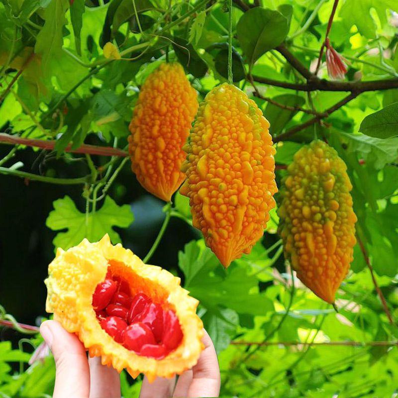 水果小癞瓜种子金铃子赖葡萄种子四季高种子农家水果蔬菜种子