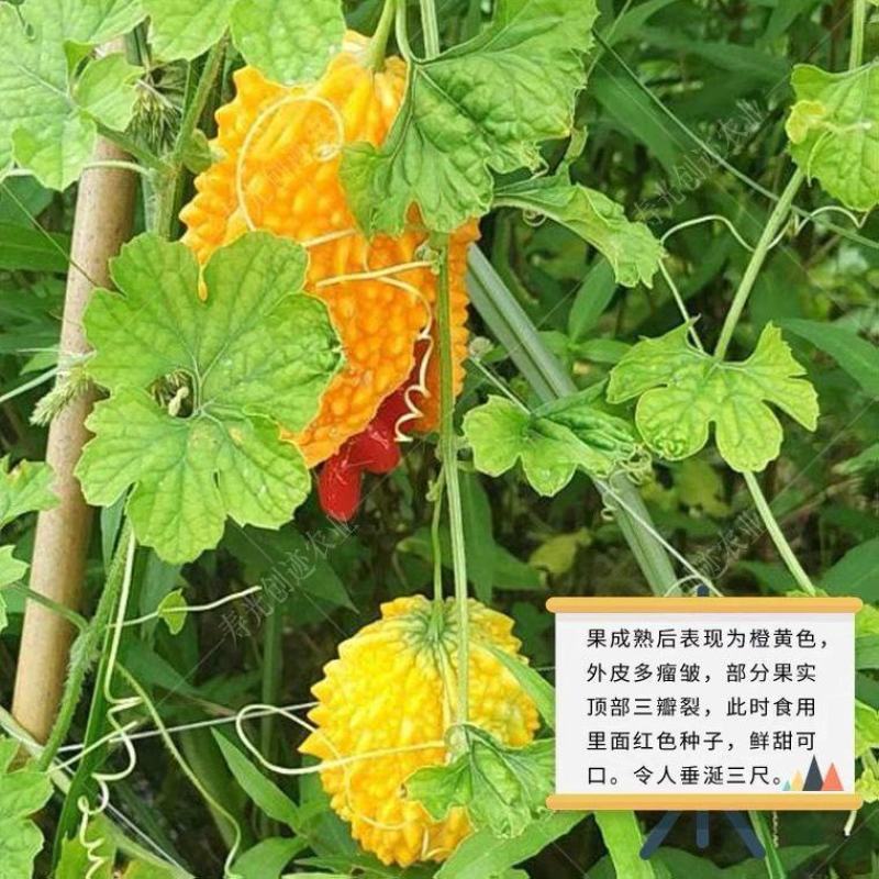 水果小癞瓜种子金铃子赖葡萄种子四季高种子农家水果蔬菜种子