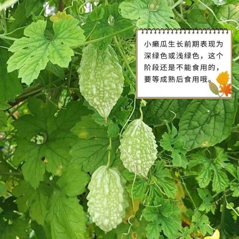 水果小癞瓜种子金铃子赖葡萄种子四季高种子农家水果蔬菜种子