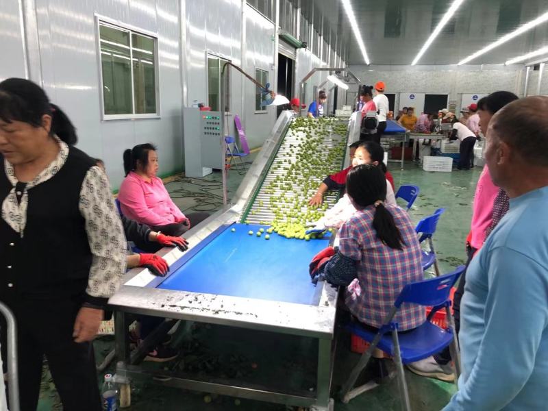 早李，三月李，大机分选，泡沫箱抽真空包装，按净重计价