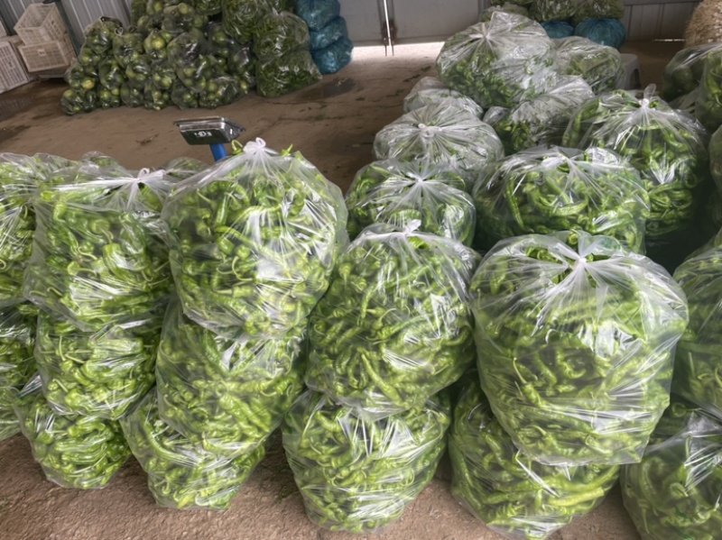 需要的朋友可以联系我