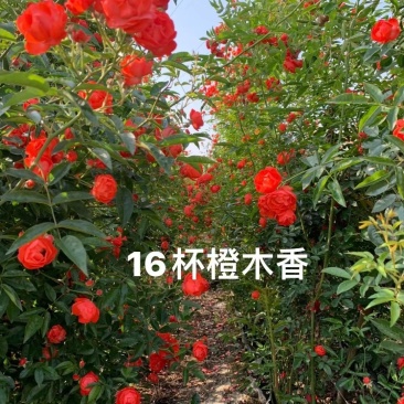 藤本月季