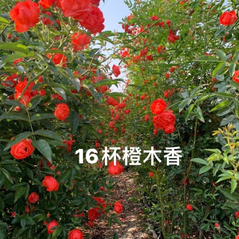 藤本月季