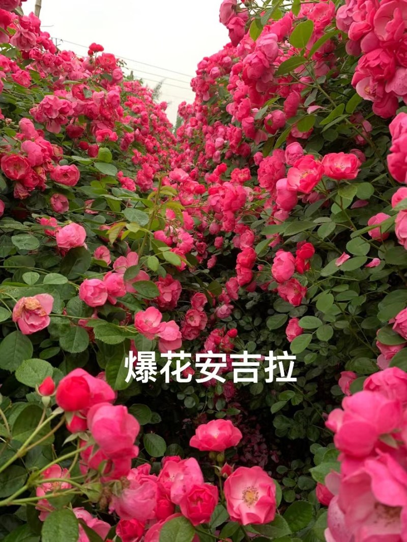 藤本月季