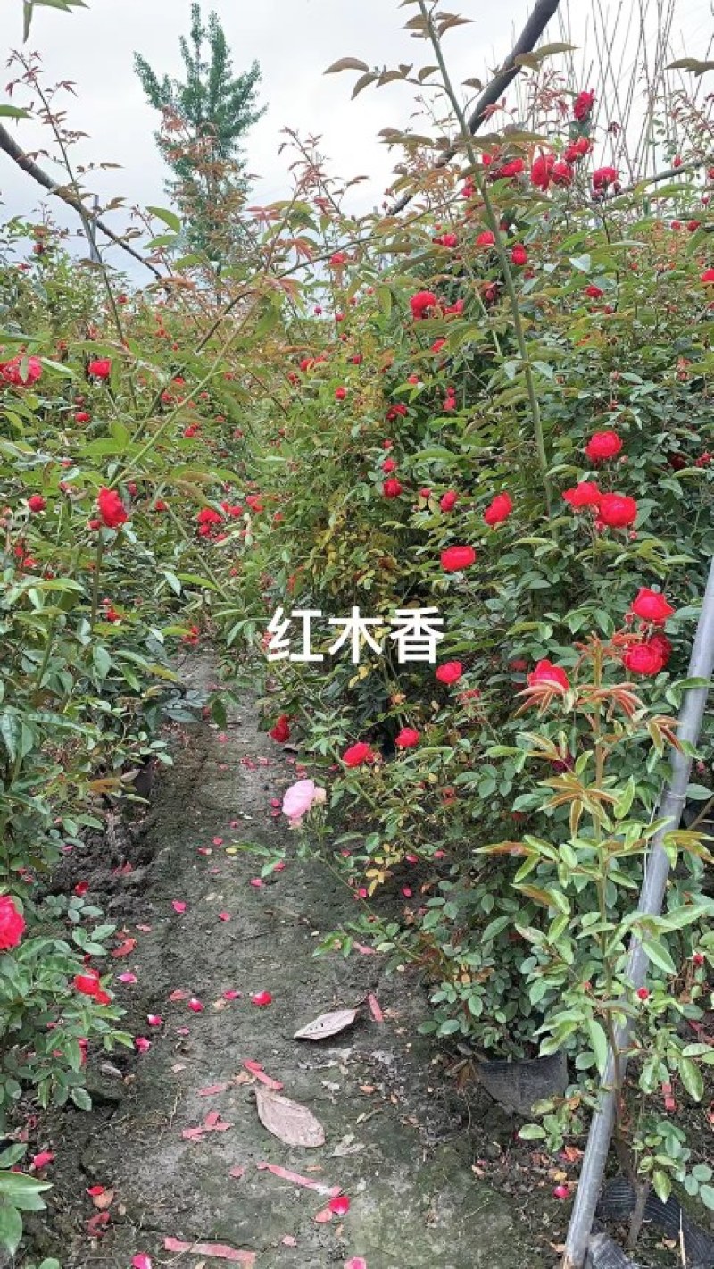 藤本月季