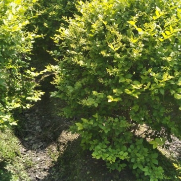 金叶女贞球球，基地量大，叶水清秀，需要的联系。