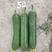 丝瓜种子美香1号短棒油皮绿产量高座果基地大户专用蔬菜种子