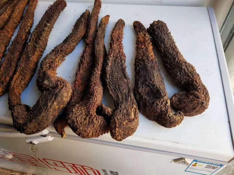 荒漠肉苁蓉，产地内蒙古，自然风干晾晒，全国包邮