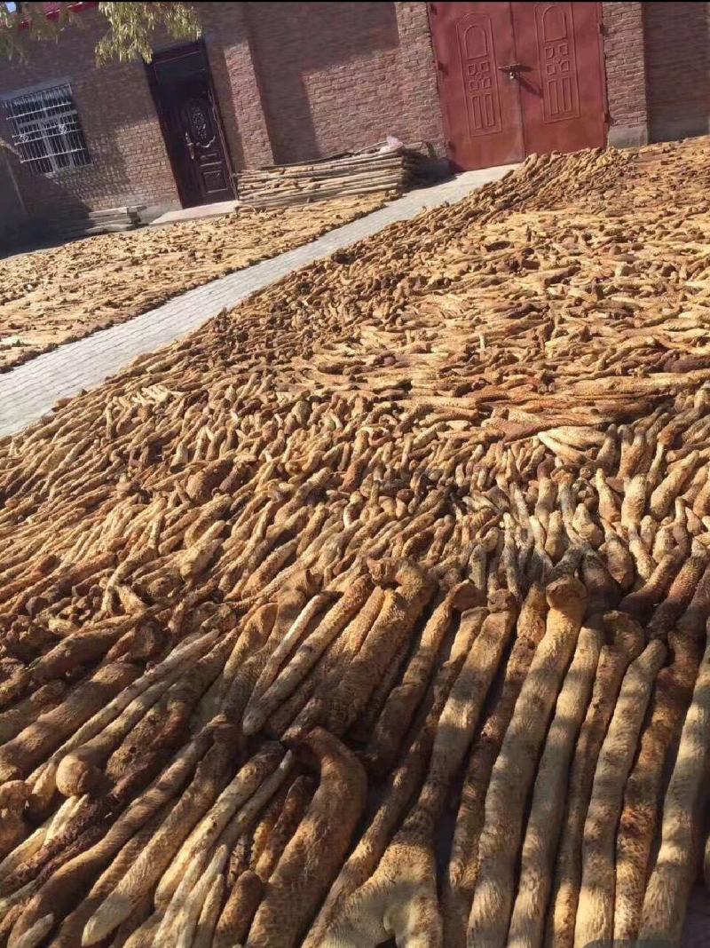 荒漠肉苁蓉，产地内蒙古，自然风干晾晒，全国包邮