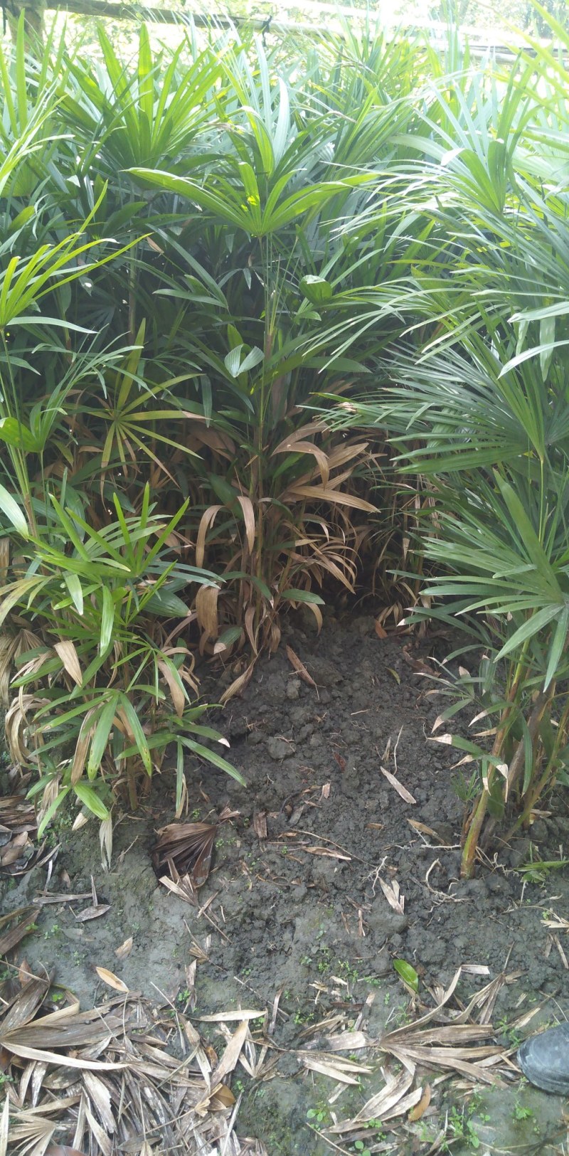 细叶棕竹，各种规格都有，需要的老板联系。