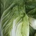河北黄心白菜