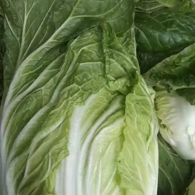 河北黄心白菜