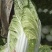 河北黄心白菜
