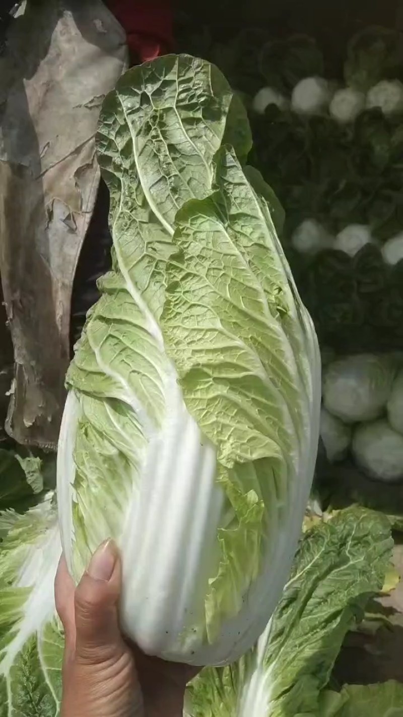 河北黄心白菜