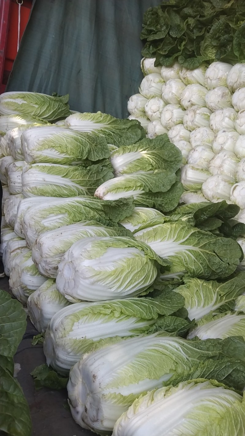 河北黄心白菜