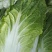 河北黄心白菜