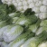 河北黄心白菜