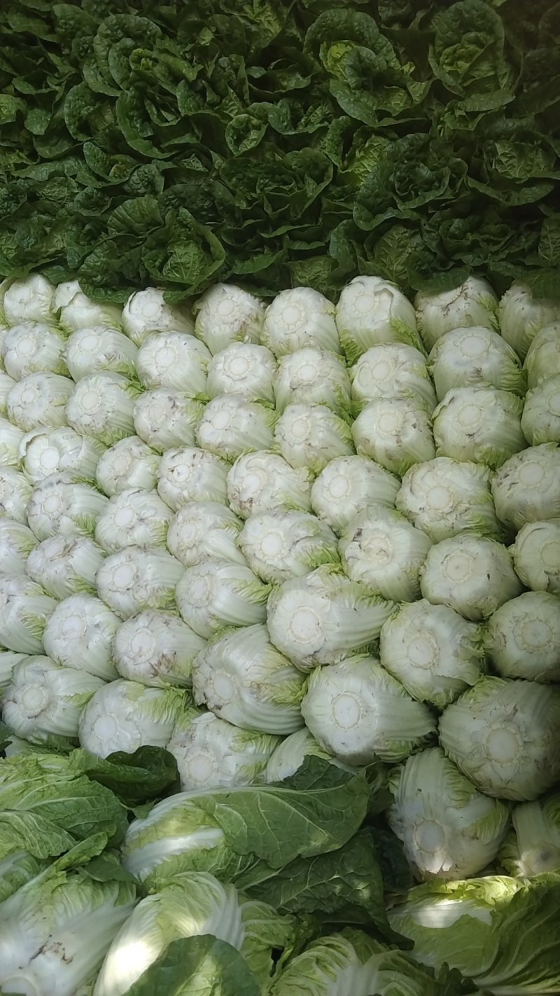 河北黄心白菜