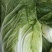 河北黄心白菜