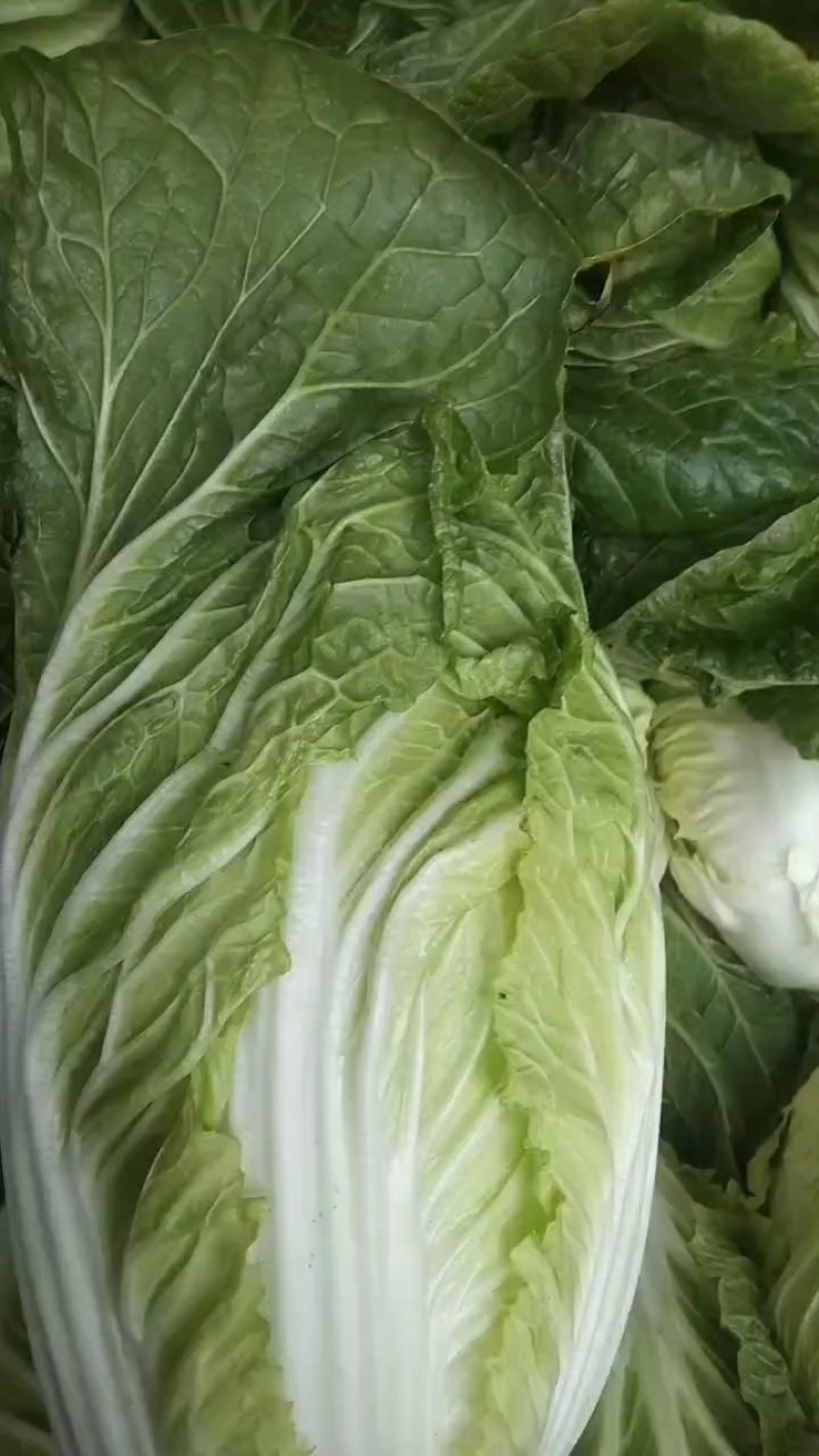 河北黄心白菜
