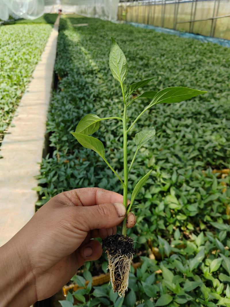 螺丝椒苗，大量上市保证质量成活率高，抗病性强，诚信经营。