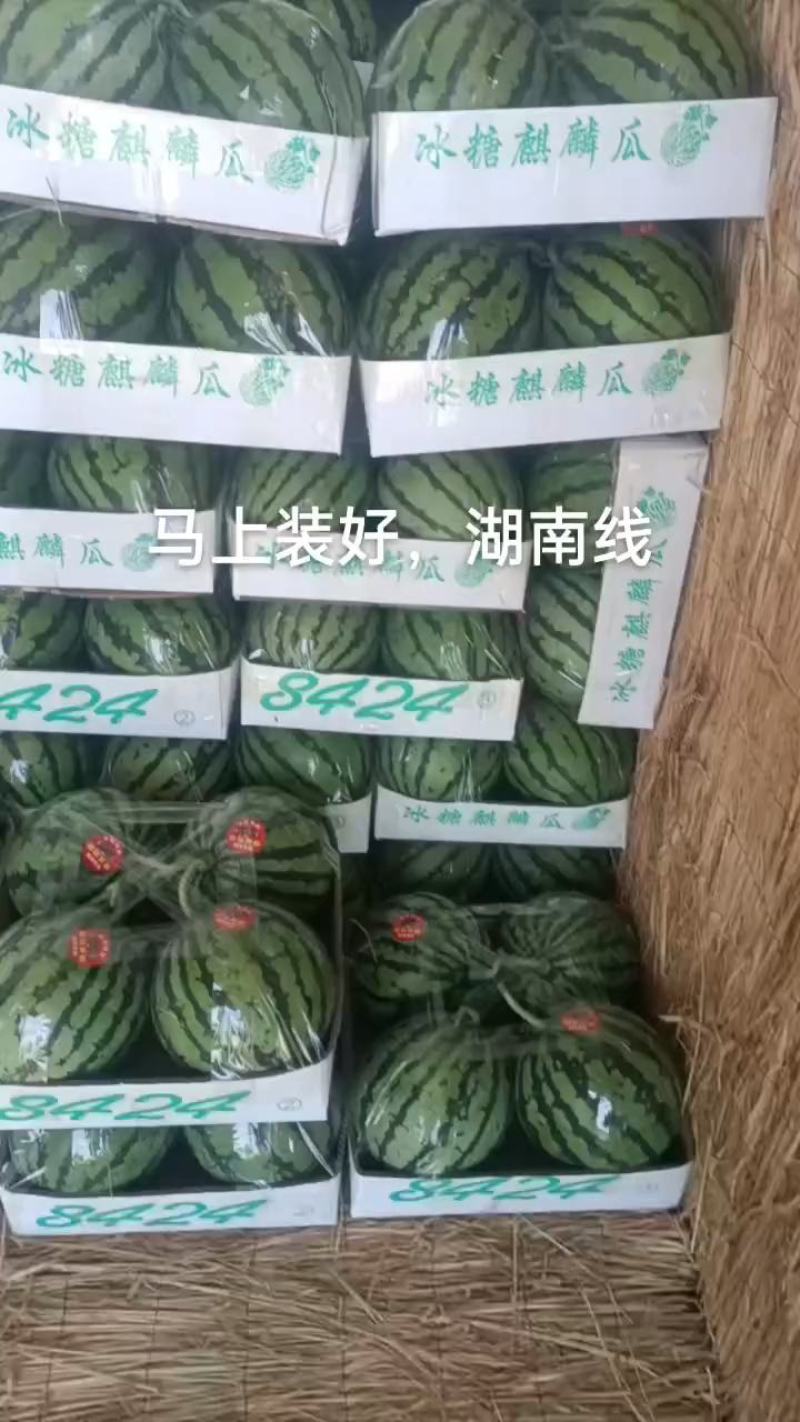 河南精品有籽美都，产地直发。一手货源，质量三包。欢迎来电
