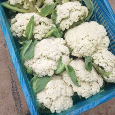 邯郸散花实花松花菜花大量上市价格便宜需要一亩田联系