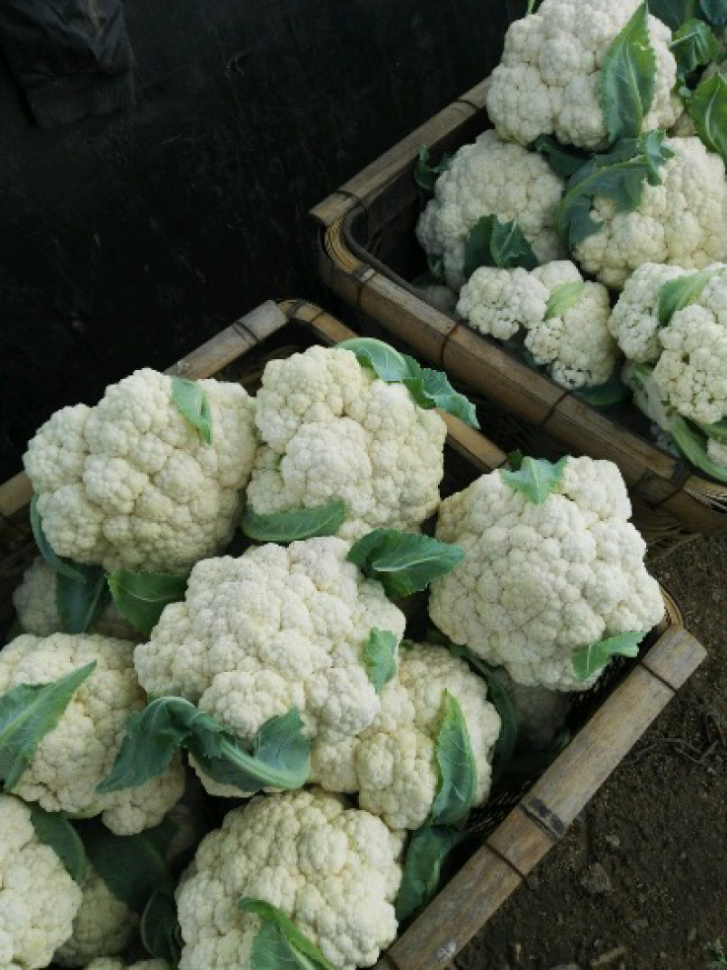 邯郸散花实花松花菜花大量上市价格便宜需要一亩田联系