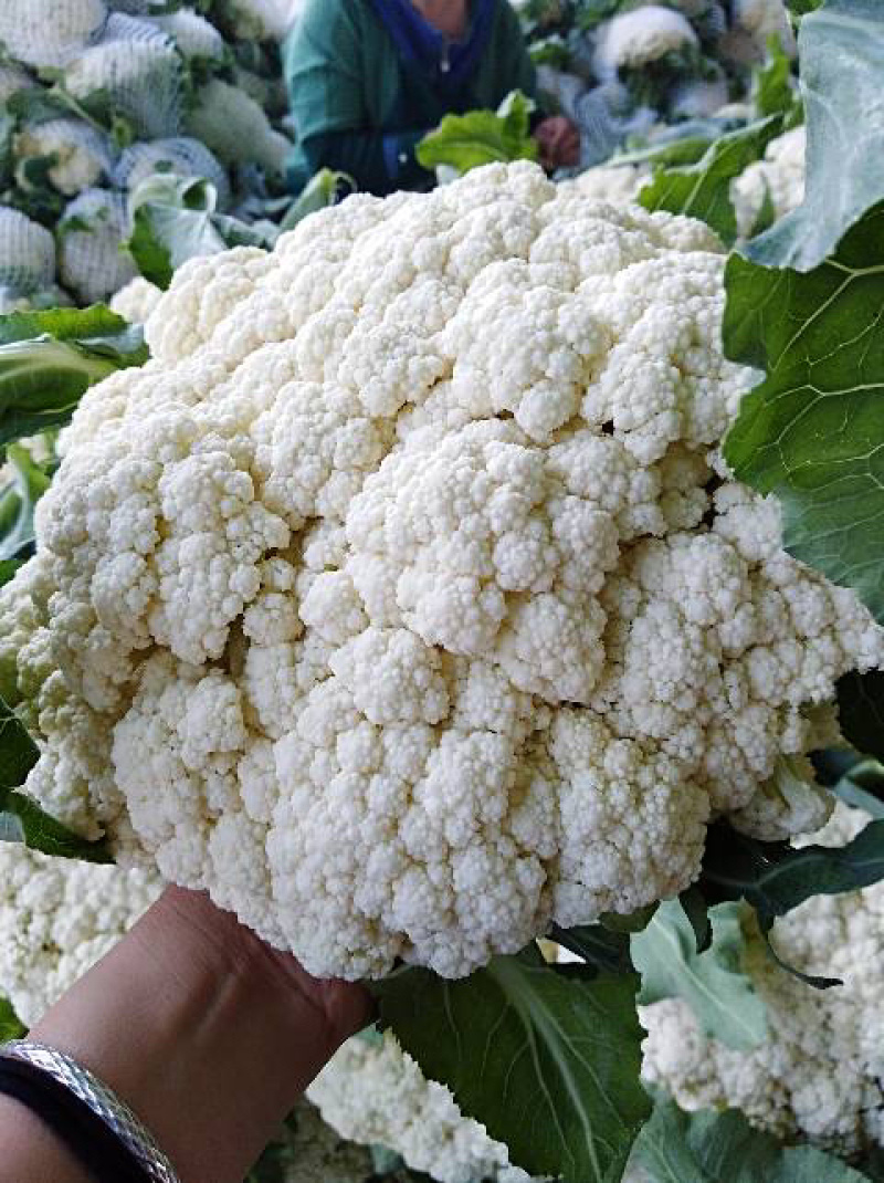邯郸散花实花松花菜花大量上市价格便宜需要一亩田联系