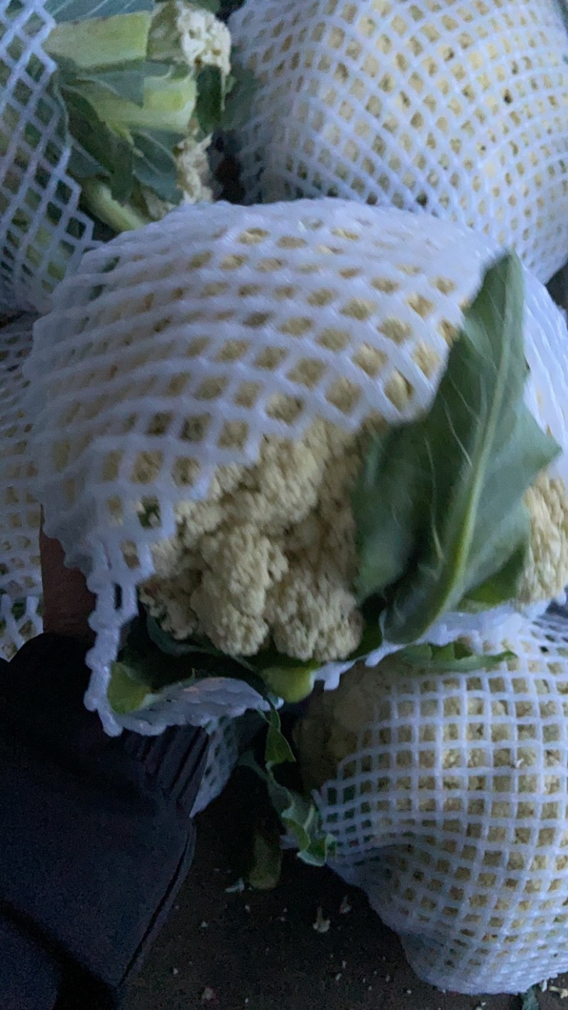 邯郸散花实花松花菜花大量上市价格便宜需要一亩田联系