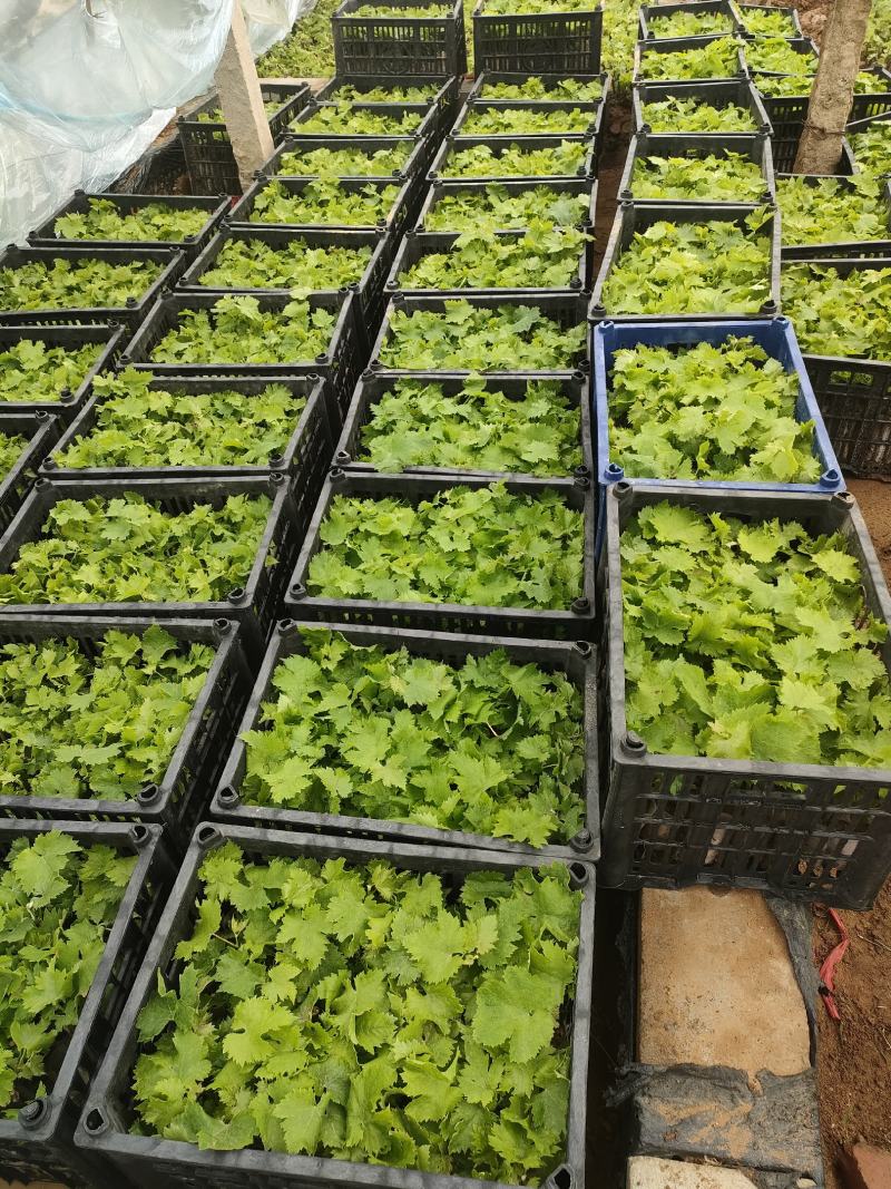 北冰红酒葡葡苗，抗低温，北方冬天不用下架，抗寒抗旱，丰产