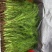 茴香苗河北茴香苗茴香菜诚信为本全国发货量大价优