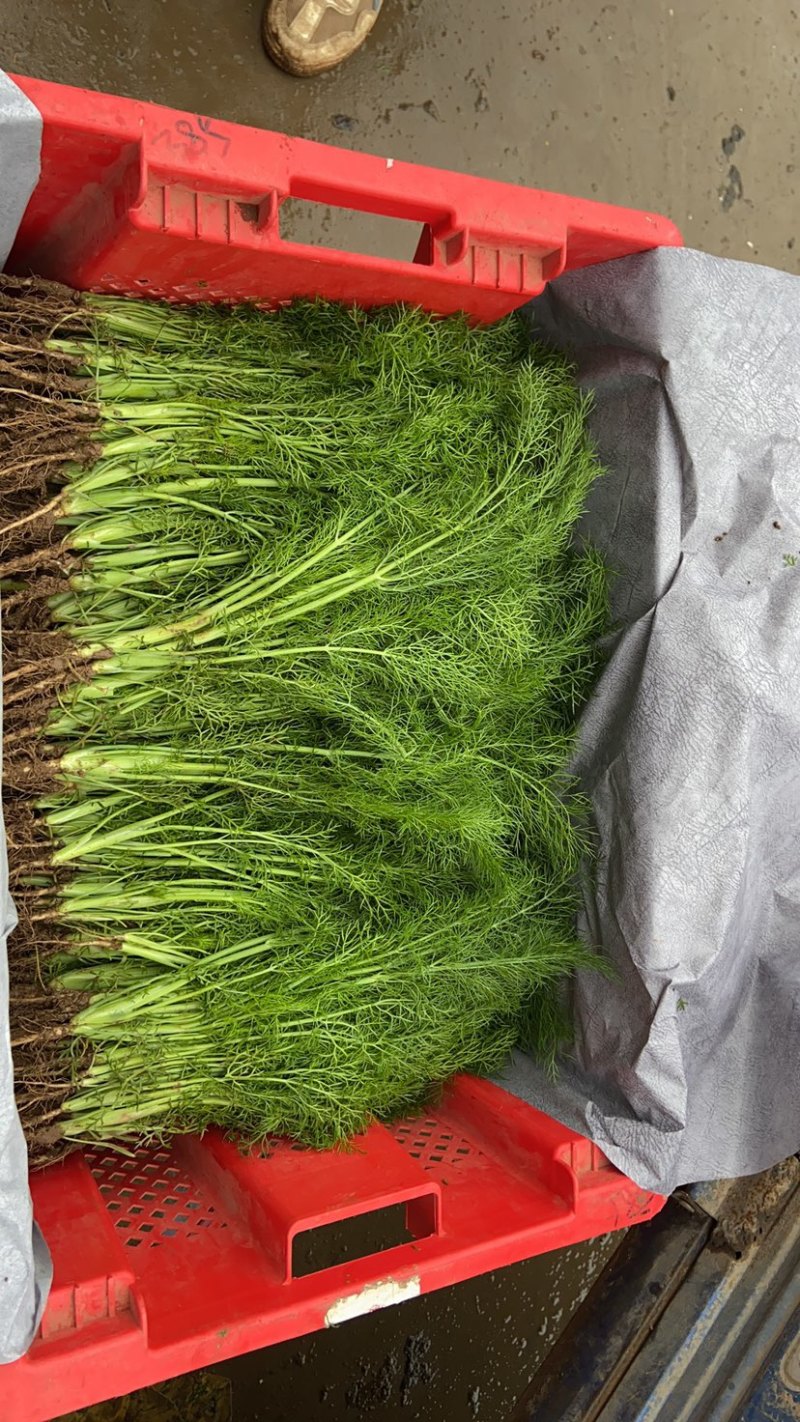 茴香苗河北茴香苗茴香菜诚信为本全国发货量大价优