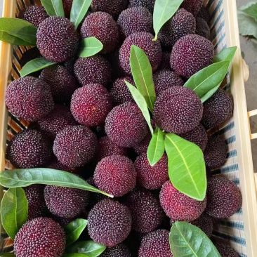 精品杨梅