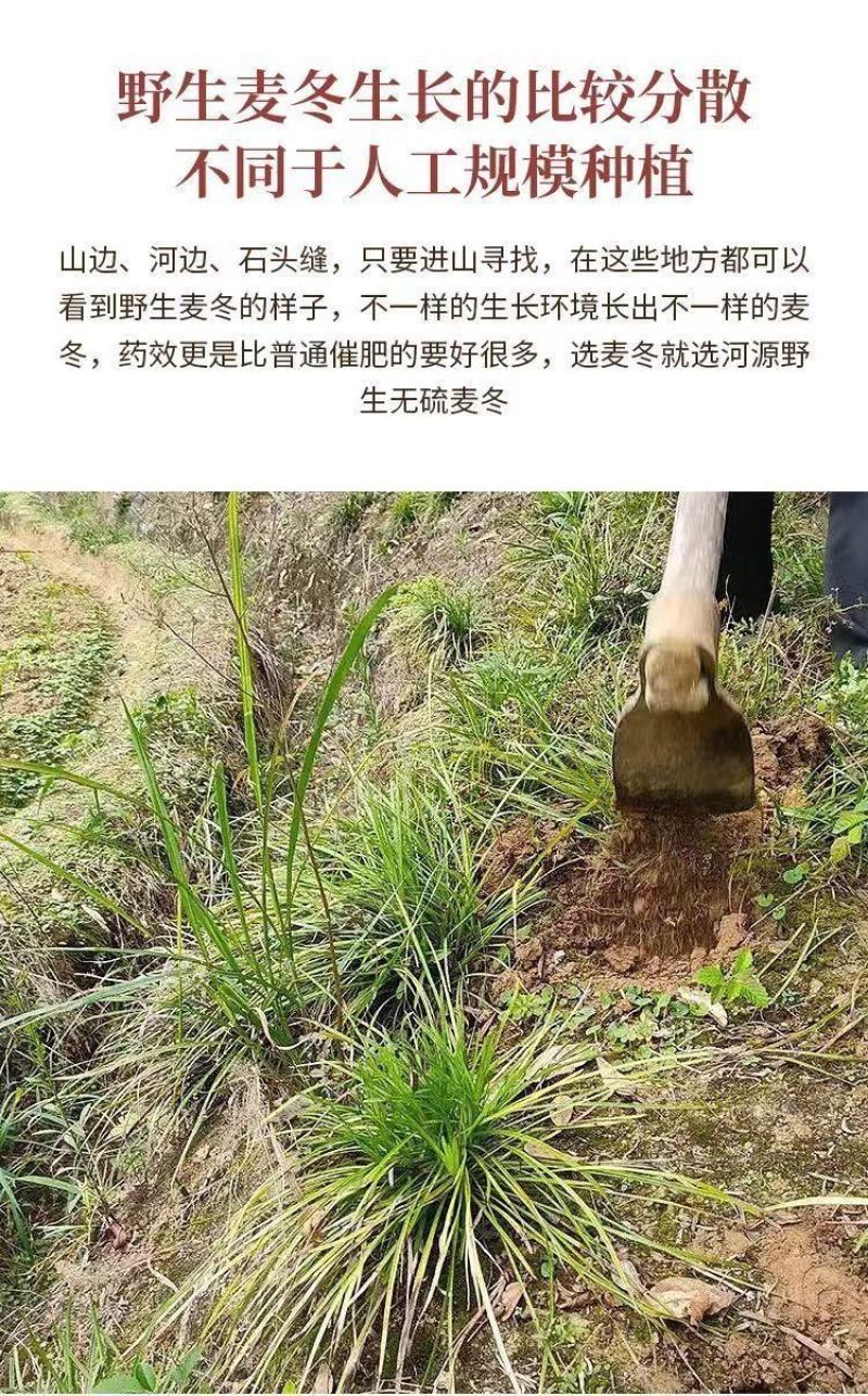 野生麦冬纯正无膨大农残麦冬品质保证诚信经营