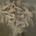 牛蹄筋水发蹄筋牛杂筋牛筋牛副筋新鲜牛筋熟牛筋火锅食材推荐