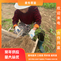 麦冬苗药用麦冬苗绿化苗工程苗庭院苗基地直发