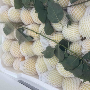 凯特杏大量有货